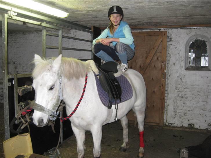 Welsh Cob (sec D) Silvermoon - HEhe Mig og sille er bare så seje billede 16