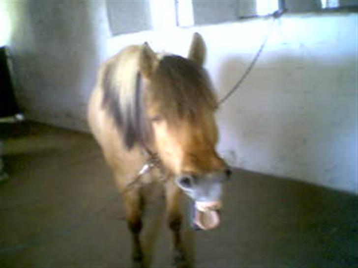 Anden særlig race Stella **SOLGT** - Stella´pigen < Bliver træt efter en lang dags arbejde :I billede 1