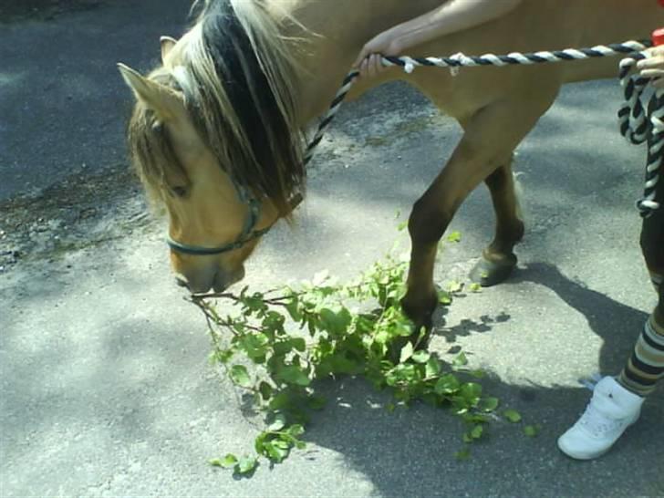 Anden særlig race Stella **SOLGT** - Grenene skal der jo være plads til (: Så hvorfor ikke bare tage den med?  billede 3