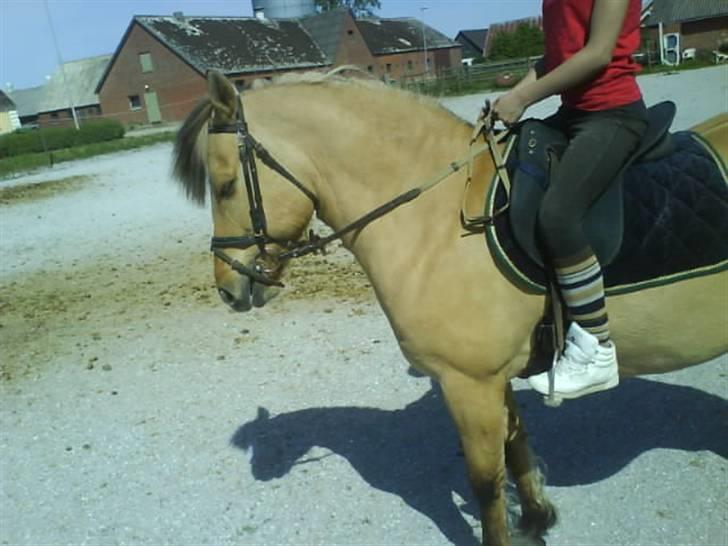 Anden særlig race Stella **SOLGT** - Vi kan godt gøre lidt ud af vores opstilling (; billede 4