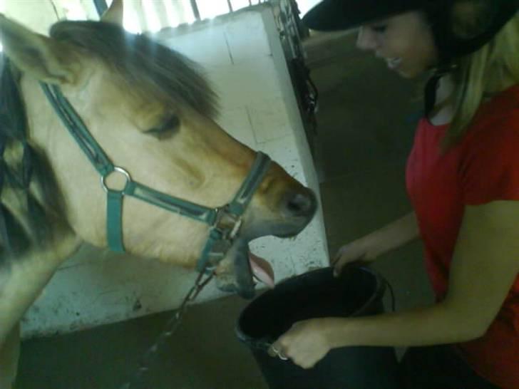 Anden særlig race Stella **SOLGT** - Tørstig kan man jo altid blive :I billede 6