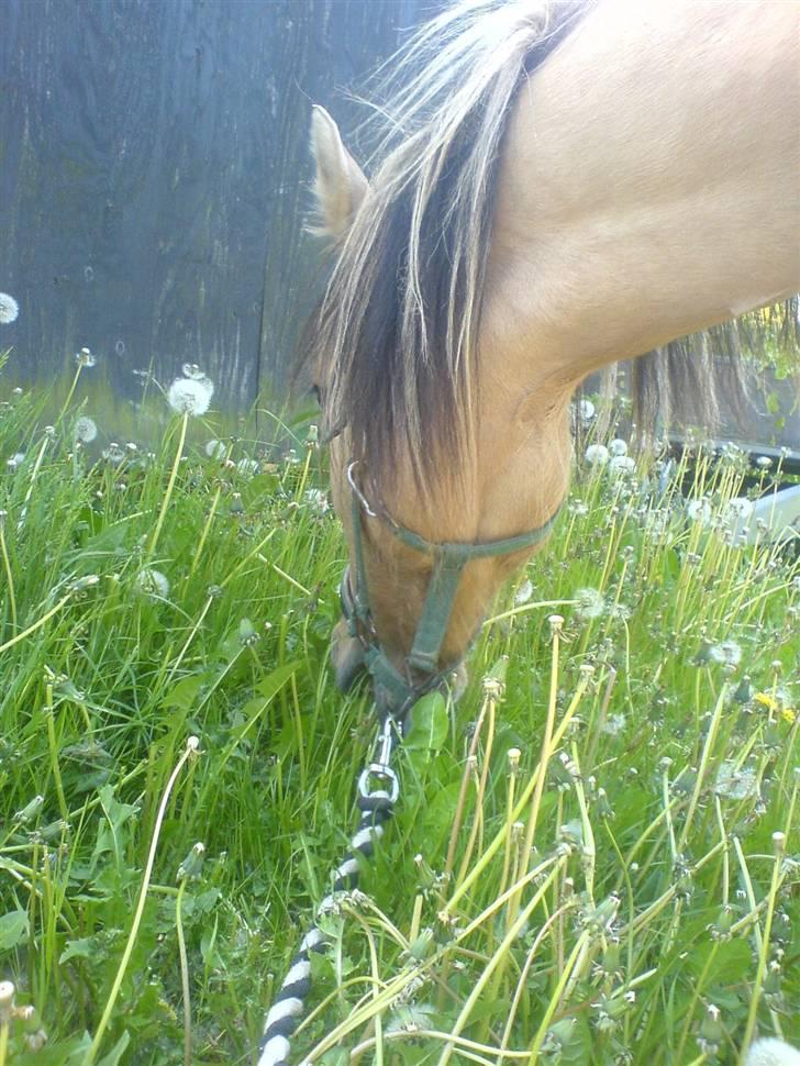 Anden særlig race Stella **SOLGT** - Græsset fra haverne er jo helt klart det bedte billede 8