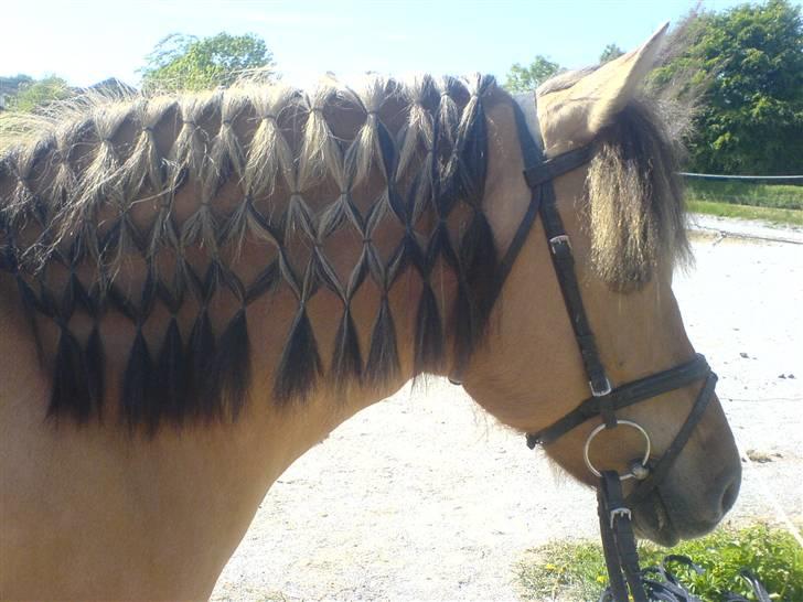 Anden særlig race Stella **SOLGT** - Første gang jeg prøvede at lave det (: billede 9