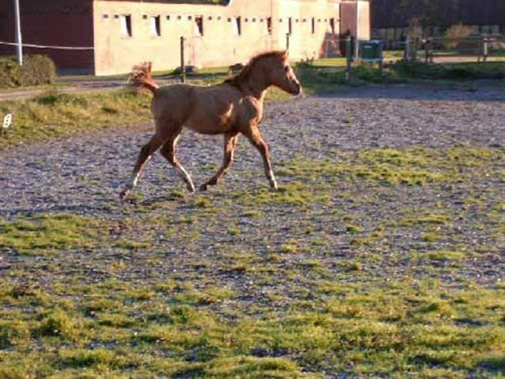Anden særlig race Stella **SOLGT** - Prins, Stellas føl (: Dog solgt nu /: billede 10