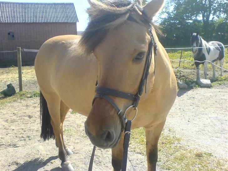 Anden særlig race Stella **SOLGT** - Stella´pigen <3 billede 11
