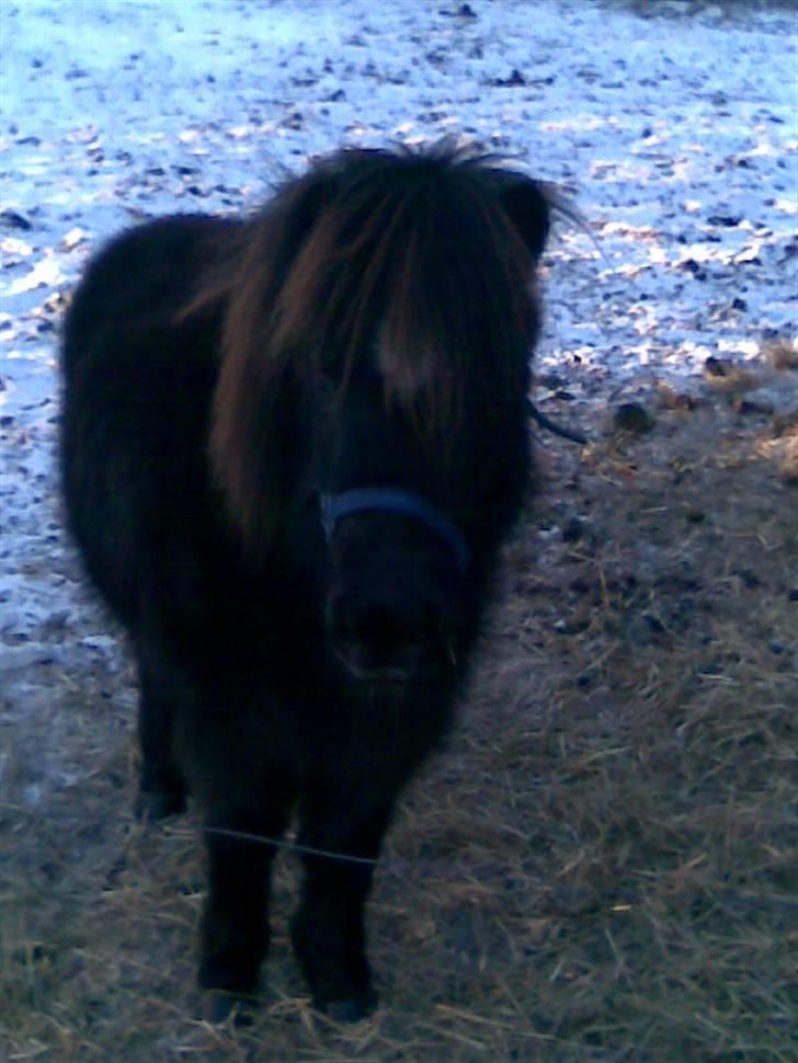 Shetlænder Molly billede 5