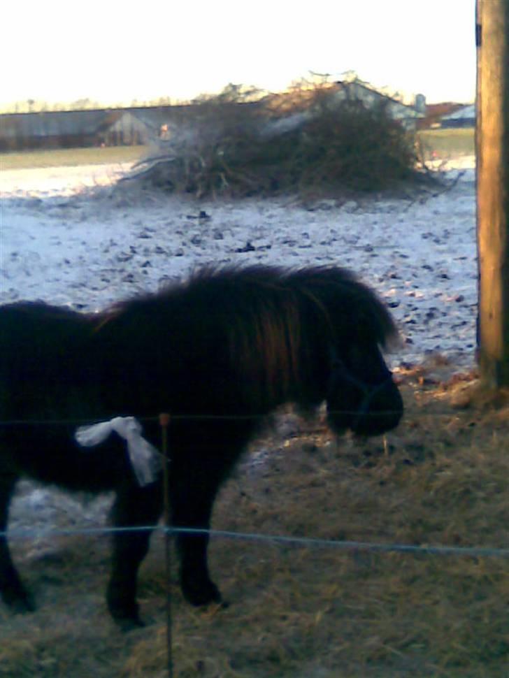 Shetlænder Molly billede 8