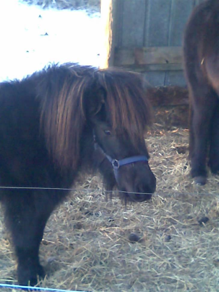 Shetlænder Molly billede 9