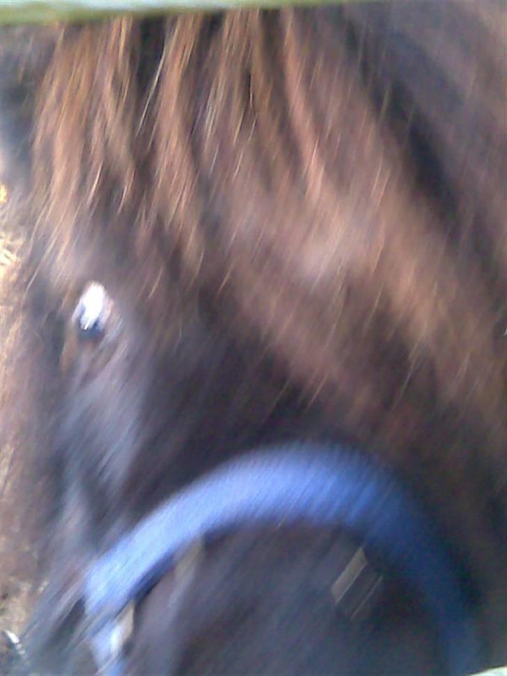 Shetlænder Molly - Øhhh Sofie hvad er det du står med der i hånden? billede 10