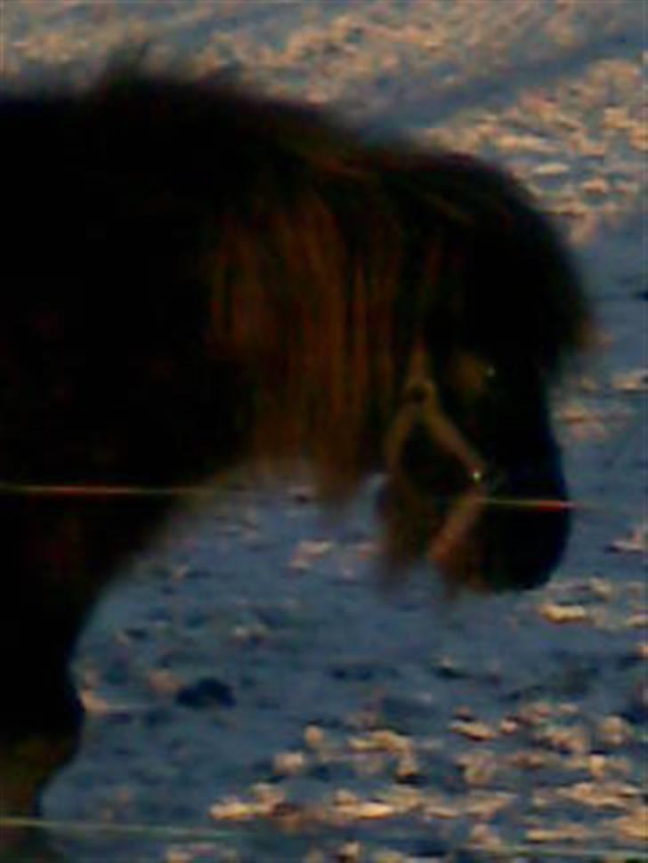 Shetlænder Molly billede 11