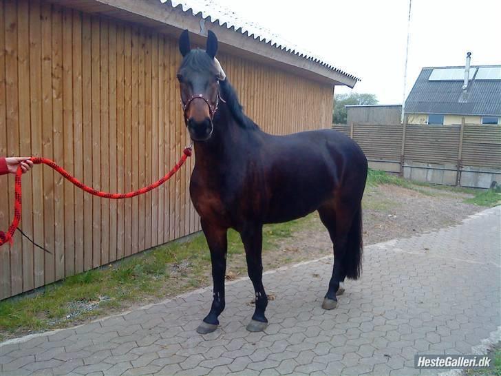 Anden særlig race Yasya [ solgt]  - 9) Yasya, opstillings billede :) Sidste dag med Bassen, elsker og savnet <3 Foto: Line skat <3 billede 9