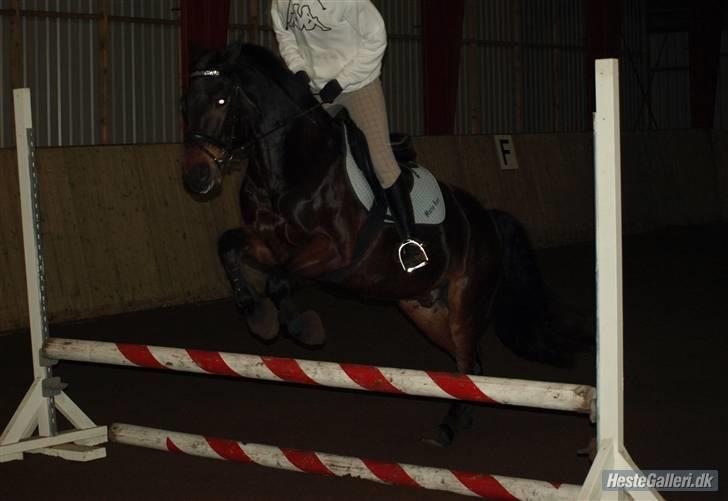 Anden særlig race Yasya [ solgt]  - 16) ... billede 16