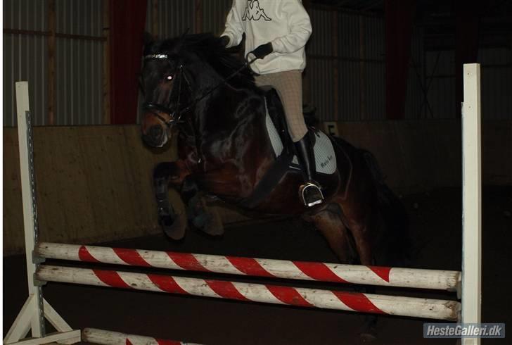 Anden særlig race Yasya [ solgt]  - 17) ... billede 17