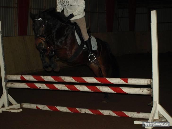 Anden særlig race Yasya [ solgt]  - 18) ... billede 18