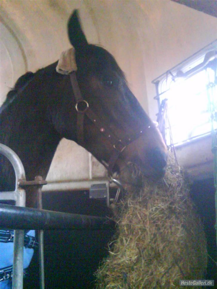 Anden særlig race Yasya [ solgt]  - 20) ... billede 20