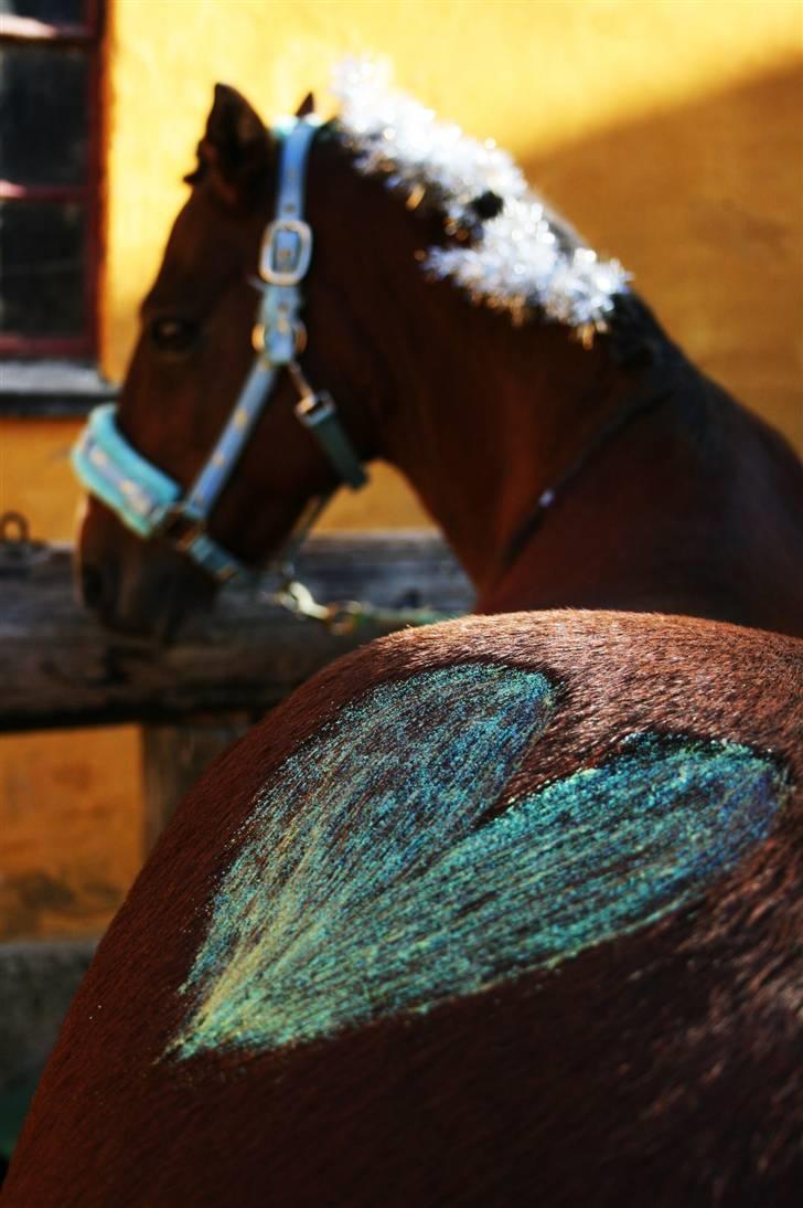Anden særlig race | Sheran-  "Pomfritten"  - # 1# VELKOMMEN til Sherans profil - håber i vil nyde kigget... Dig og mig ALTID <3 Foto: Trine billede 2