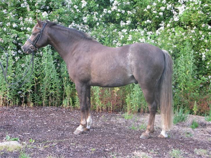 Welsh Pony (sec B) l Clausholm Vini Vidi Vici billede 18