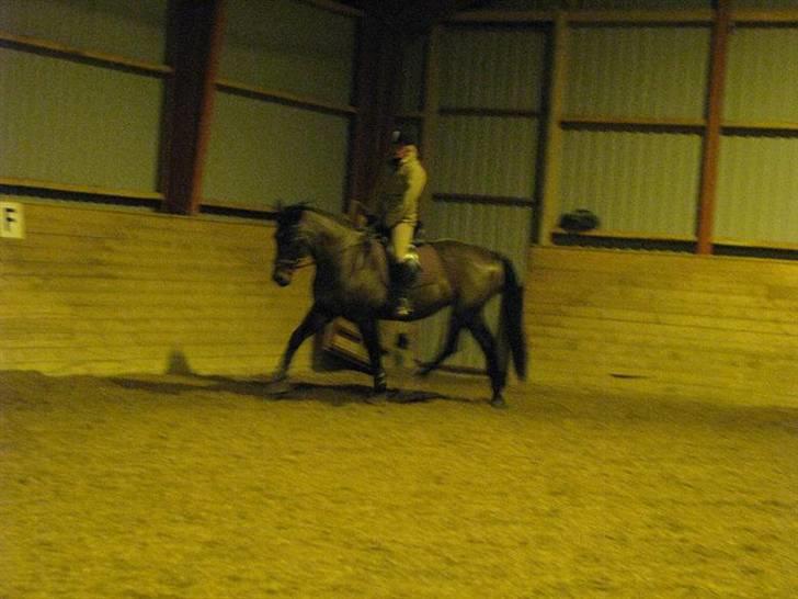 Oldenborg VESTERGÅRDENS STAR DANCE 23/7-23 † - Trav. Billede: Bjarke billede 15