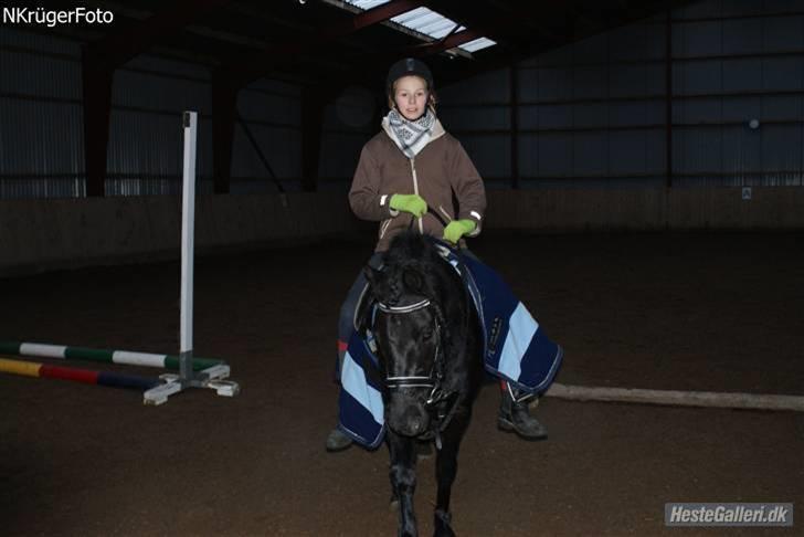 Dartmoor Jarrick - Skridter varm q; .. billede 8