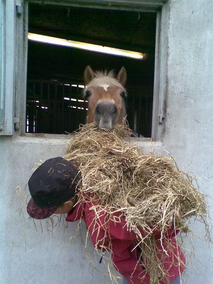 Haflinger Charming Cilla - Velkommen til Cilla´s Profil :-) billede 1