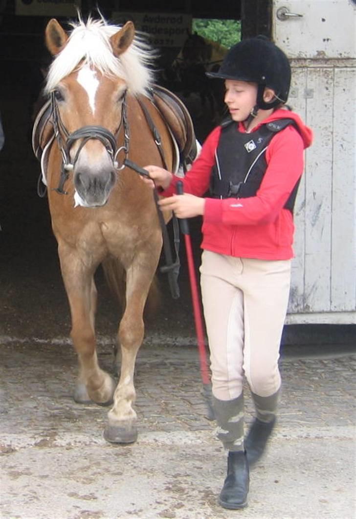 Haflinger Charming Cilla - Emilie & Cilla:-D billede 2