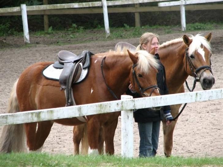 Haflinger Charming Cilla - Lille søde haffelaf<3 billede 3