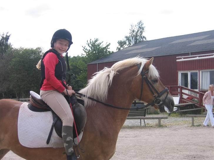 Haflinger Charming Cilla - Smukke haflinger <33 billede 4