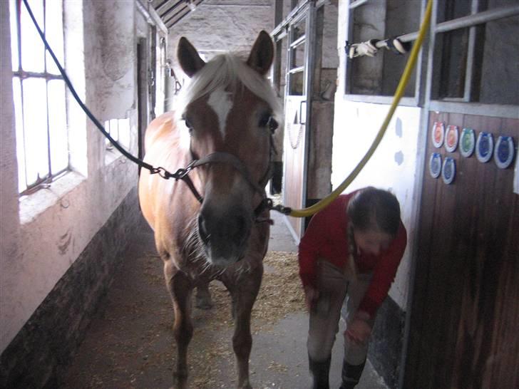 Haflinger Charming Cilla - Cilla på stald gangen billede 6