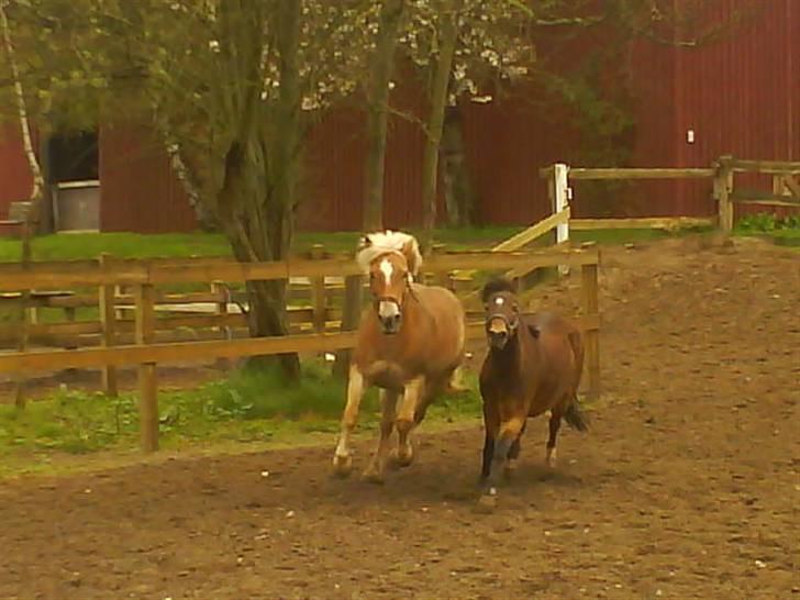 Haflinger Charming Cilla - Cilla & Hendes bedste veninde Sunny <3 billede 8