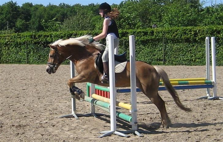 Haflinger Charming Cilla - Skønne springpony med talent billede 12