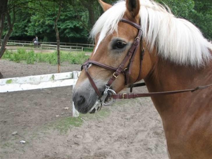 Haflinger Charming Cilla - smukke cilla <<33 billede 13