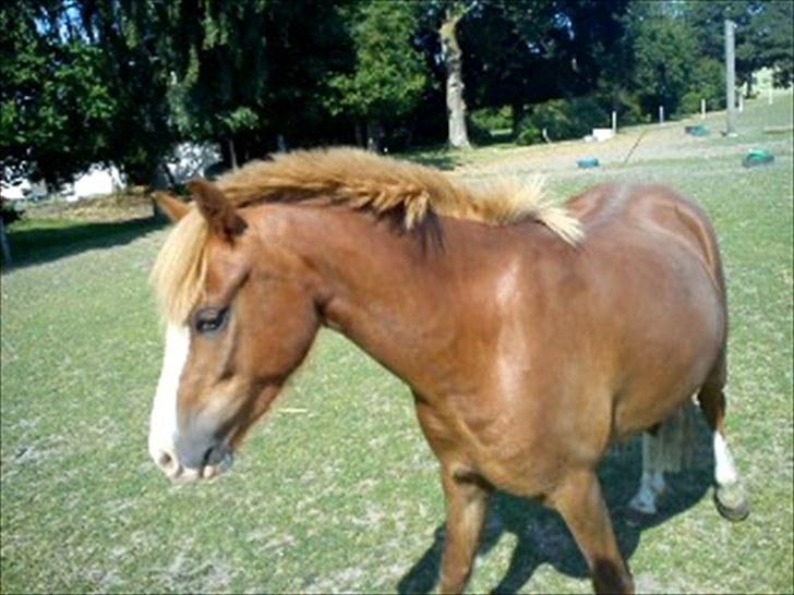 Welsh Pony af Cob-type (sec C) fladsaas Infernal Solgt:( - Smuk som solen <3 billede 1