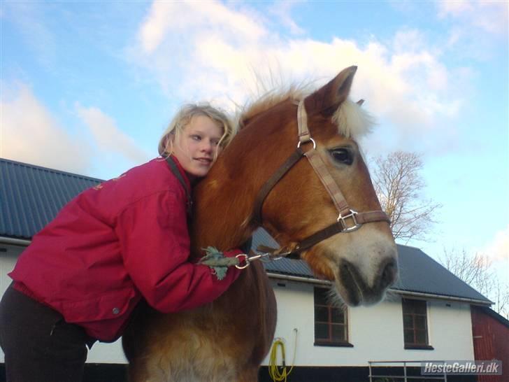 Haflinger Charming Cilla billede 15