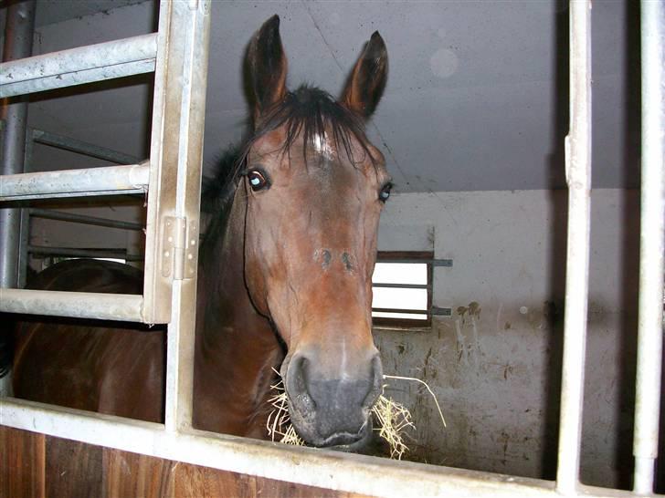 Anden særlig race quinta Soglt billede 8