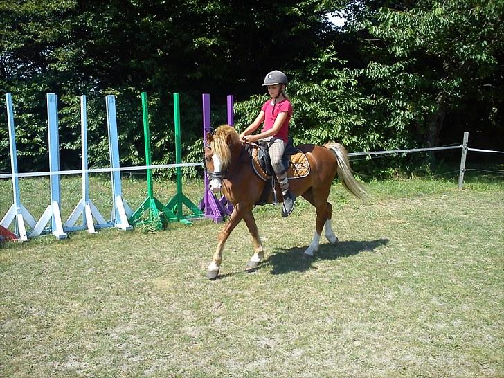 Welsh Pony af Cob-type (sec C) fladsaas Infernal Solgt:( - Kalle og Cecilie <3 hjemme hos mig da de prøvede hende så smukke<3 billede 3