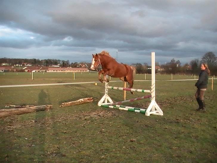 Welsh Pony af Cob-type (sec C) fladsaas Infernal Solgt:( - også et spring til billede 4