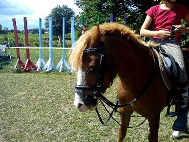 Welsh Pony af Cob-type (sec C) fladsaas Infernal Solgt:( - Smukzak <3 billede 5