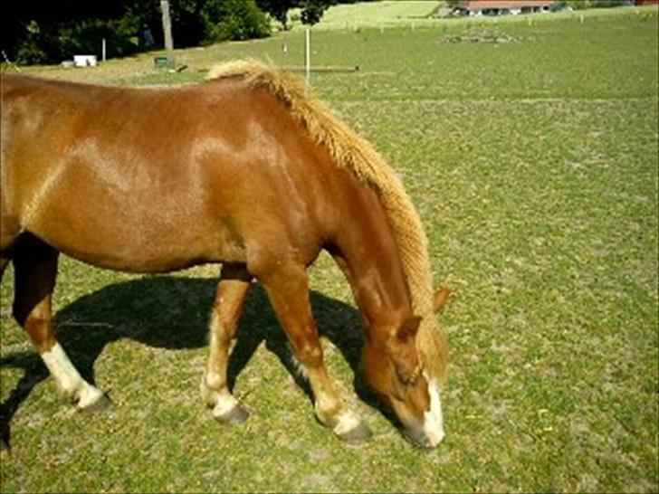 Welsh Pony af Cob-type (sec C) fladsaas Infernal Solgt:( - Solen skinder på hans smukke sommer farve <3 I LOVE YOU  billede 6