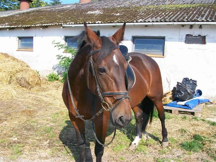 Anden særlig race quinta Soglt billede 10