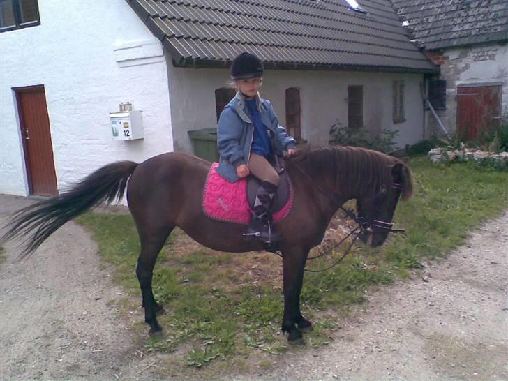 Anden særlig race solgt  molly billede 11