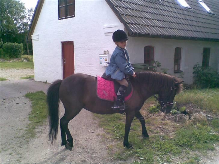 Anden særlig race solgt  molly billede 12