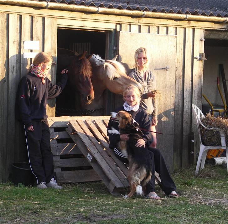 Anden særlig race Stella - tidligere hest. - Vantinge 09 - verdens bedste weekende <33 billede 16