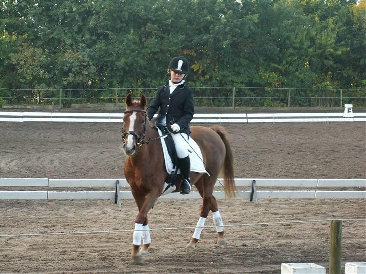 Hollandsk Sportspony My lady  billede 10