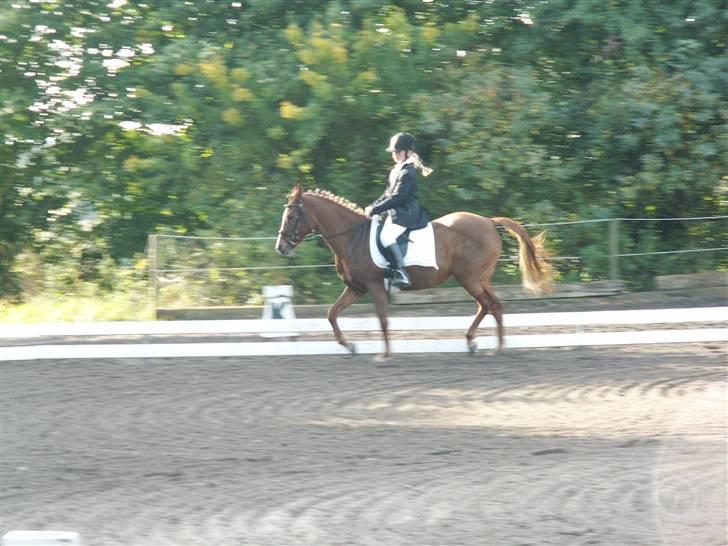 Hollandsk Sportspony My lady  billede 11