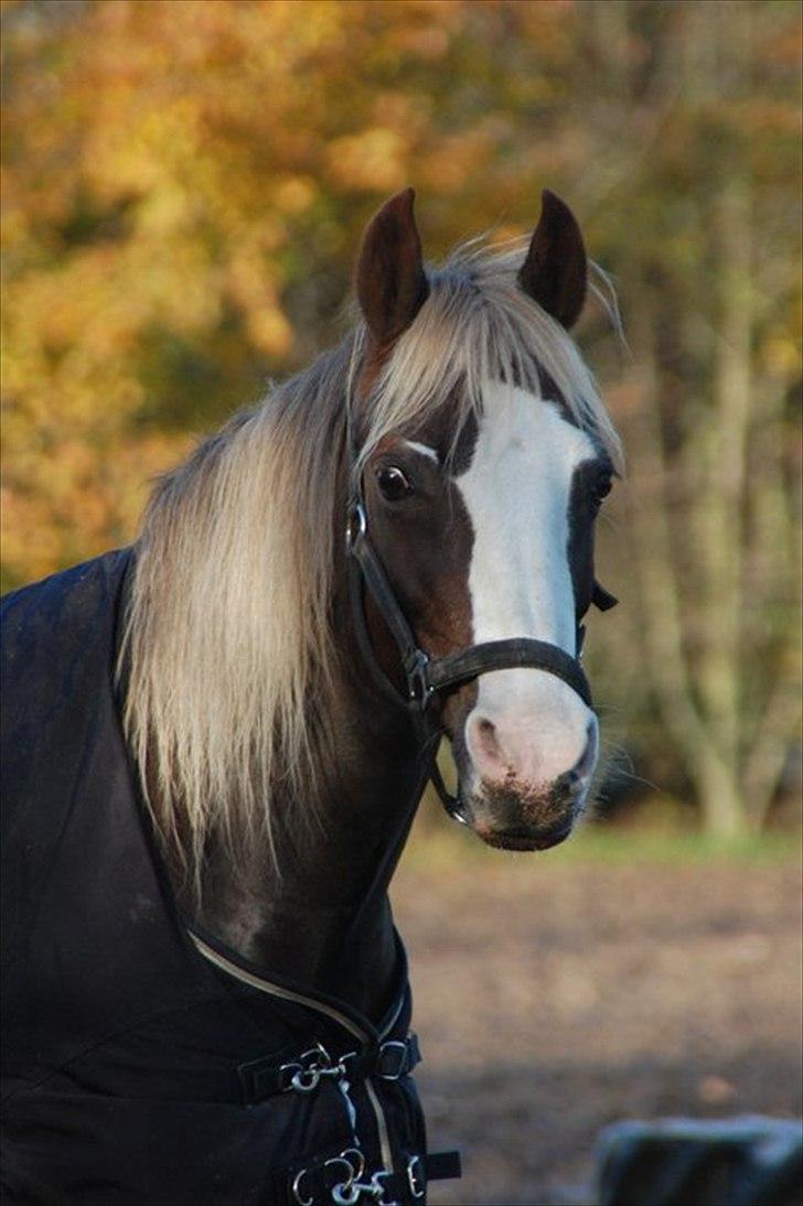 Welsh Cob (sec D) Thers Naughty Nudzy <''33 - Fordi; Du er lækker !  billede 1