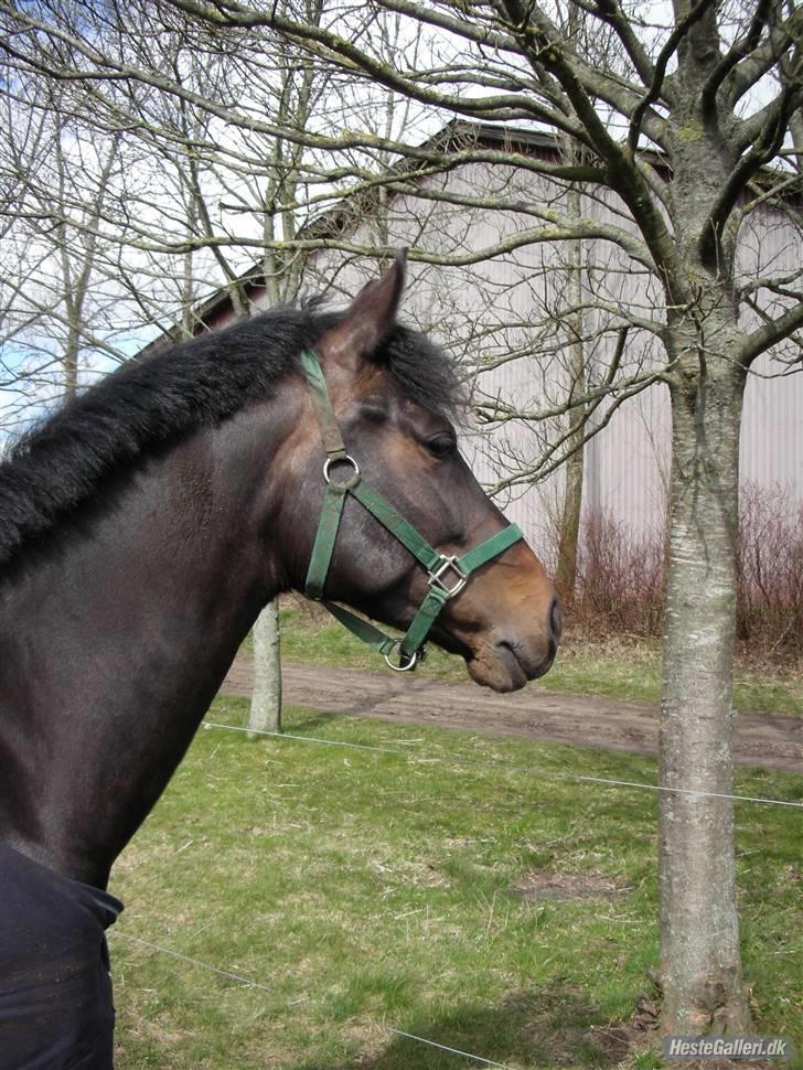 Anden særlig race Je'taime - Ekstremt godt billed, Taget af Maria med Colorado billede 6