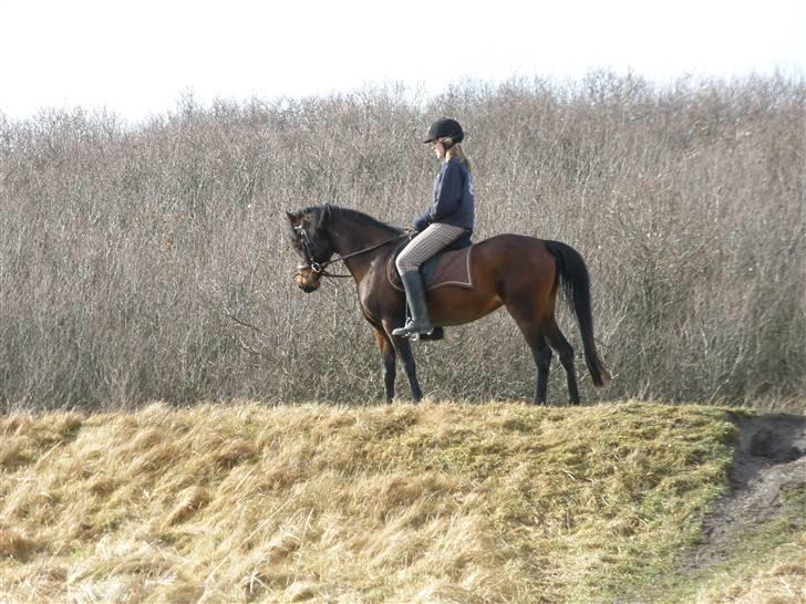 Arabisk fuldblod (OX) Halima *passede* <3 - For mig findes der næsten intet bedre sted end hos Halima billede 16