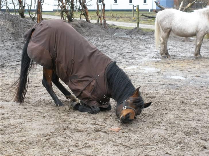 Arabisk fuldblod (OX) Halima *passede* <3 - Halima billede 17