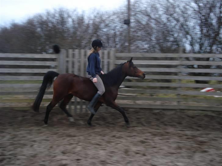 Arabisk fuldblod (OX) Halima *passede* <3 - We´re just a team for this year<3 I´ll touch the stars with you. Love you, however it takes, you´ll be in my heart forever. 26.01.09 Foto: Kamille billede 19