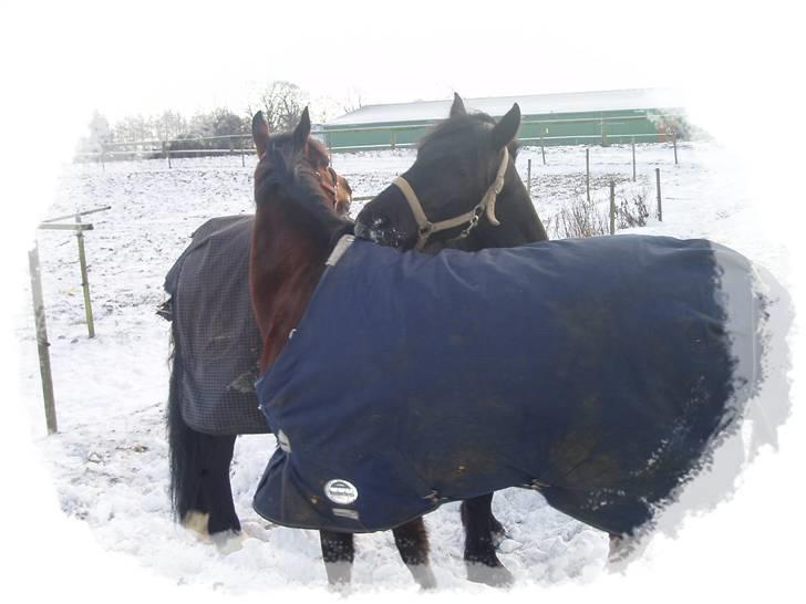 Arabisk fuldblod (OX) Halima *passede* <3 - Samson og Halima på folden 19. december 2009 billede 20